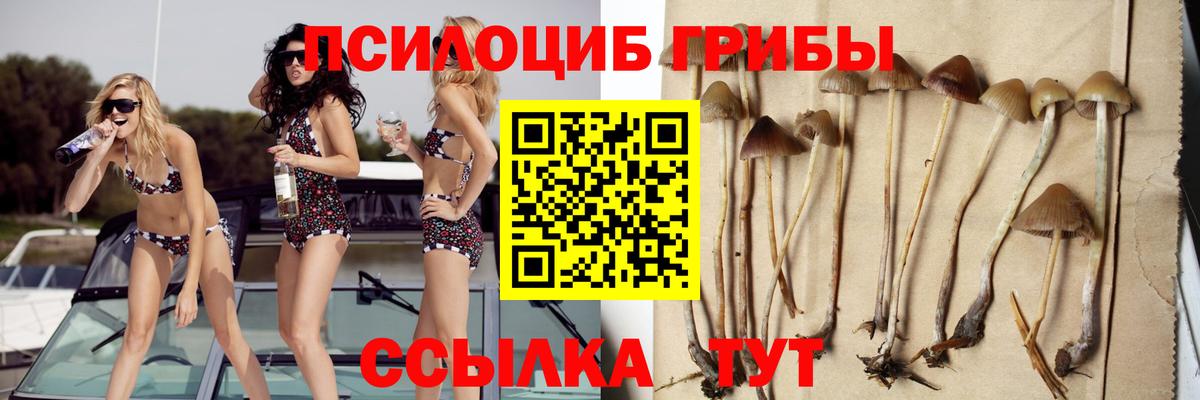 Псилоцибиновые грибы Psilocybine cubensis Семилуки